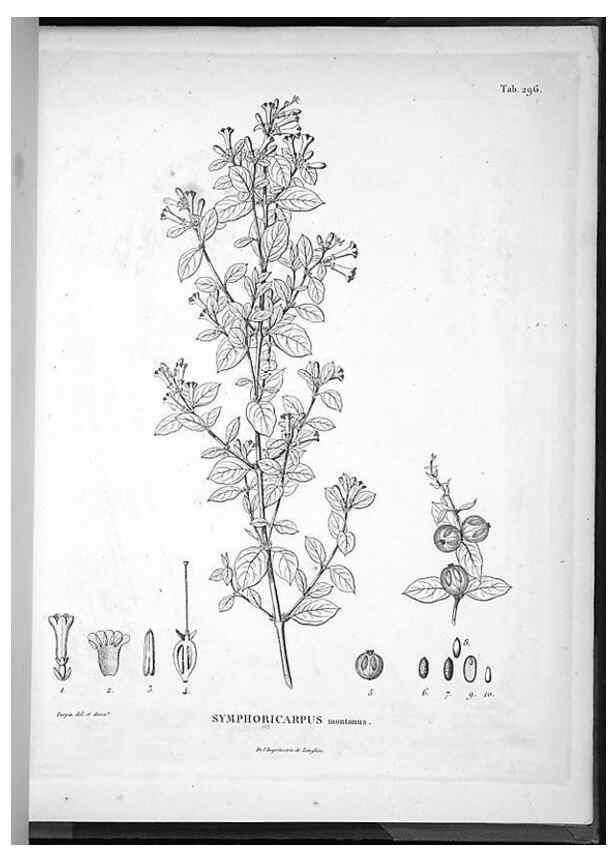 Reproducción/Reproduction 49556474096: Nova genera et species plantarum :. Antverpiae :Ex officina Christophori Plantini ...,1576.. 