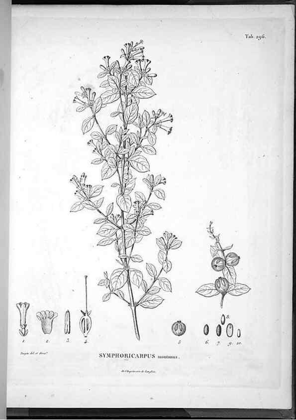 Reproducción/Reproduction 49556474096: Nova genera et species plantarum :. Antverpiae :Ex officina Christophori Plantini ...,1576.. 