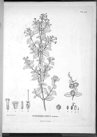 Reproducción/Reproduction 49556474096: Nova genera et species plantarum :. Antverpiae :Ex officina Christophori Plantini ...,1576.. 