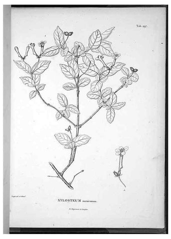 Reproducción/Reproduction 49555978933: Nova genera et species plantarum :. Antverpiae :Ex officina Christophori Plantini ...,1576.. 