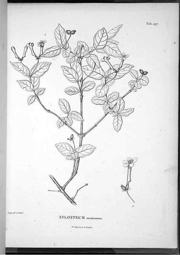 Reproducción/Reproduction 49555978933: Nova genera et species plantarum :. Antverpiae :Ex officina Christophori Plantini ...,1576.. 