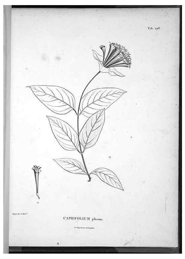 Reproducción/Reproduction 49555979123: Nova genera et species plantarum :. Antverpiae :Ex officina Christophori Plantini ...,1576.. 