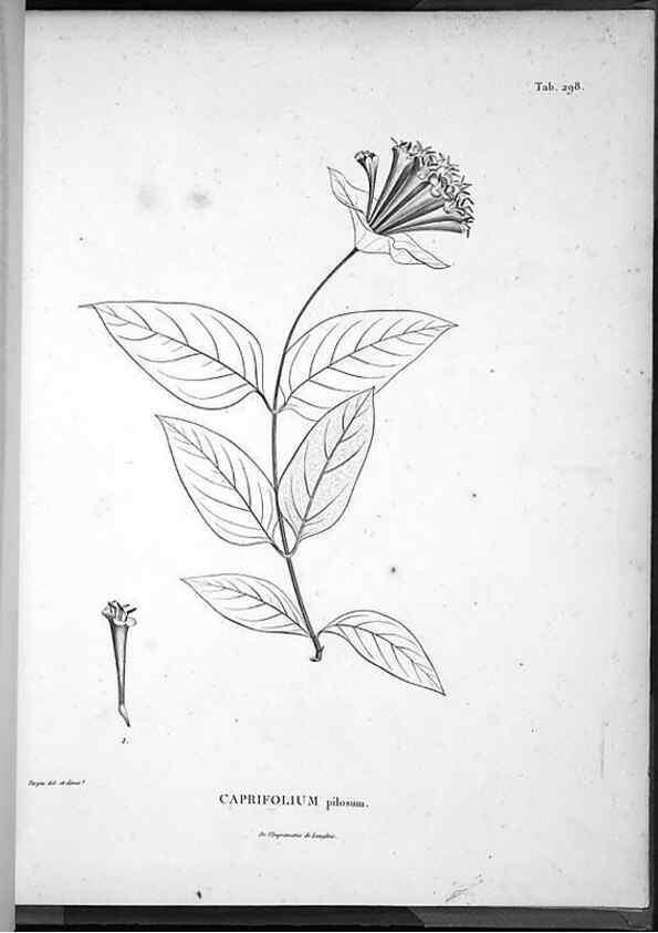 Reproducción/Reproduction 49555979123: Nova genera et species plantarum :. Antverpiae :Ex officina Christophori Plantini ...,1576.. 