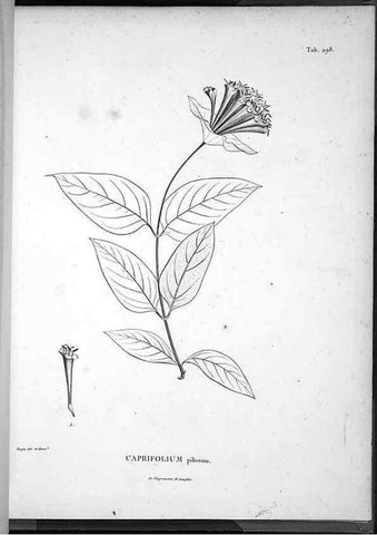 Reproducción/Reproduction 49555979123: Nova genera et species plantarum :. Antverpiae :Ex officina Christophori Plantini ...,1576.. 