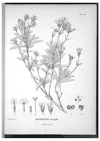 Reproducción/Reproduction 49556472901: Nova genera et species plantarum :. Antverpiae :Ex officina Christophori Plantini ...,1576.. 