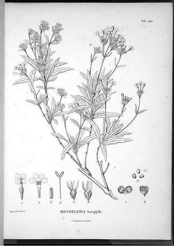 Reproducción/Reproduction 49556472901: Nova genera et species plantarum :. Antverpiae :Ex officina Christophori Plantini ...,1576.. 