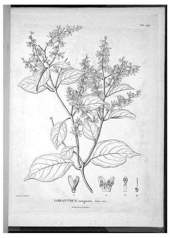 Reproducción/Reproduction 49556474616: Nova genera et species plantarum :. Antverpiae :Ex officina Christophori Plantini ...,1576.. 