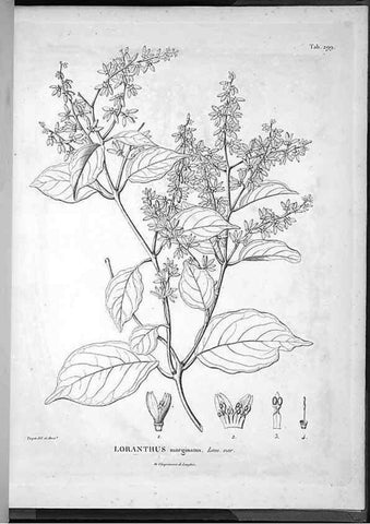 Reproducción/Reproduction 49556474616: Nova genera et species plantarum :. Antverpiae :Ex officina Christophori Plantini ...,1576.. 