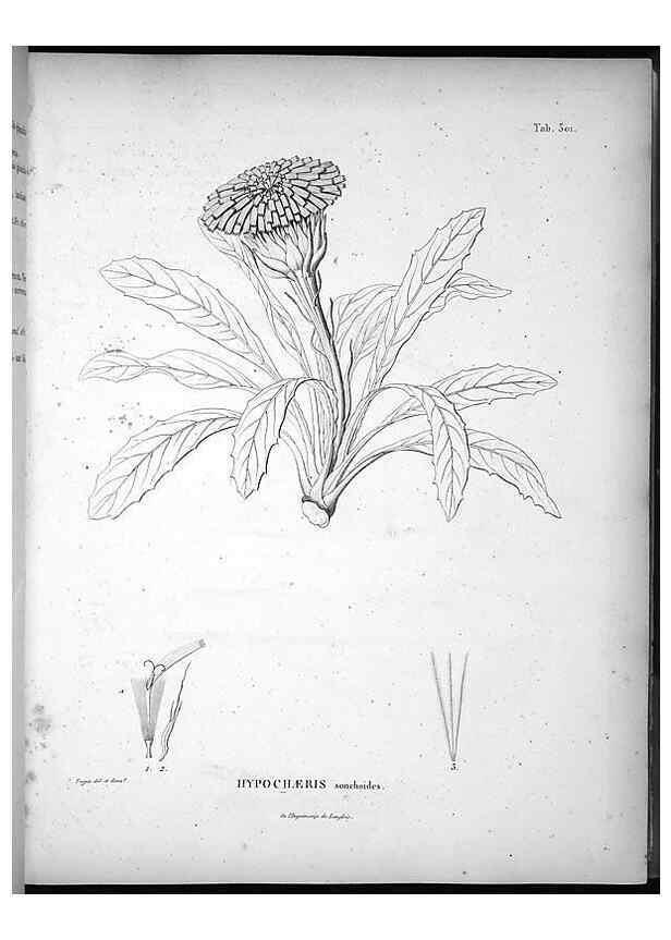 Reproducción/Reproduction 49556733222: Nova genera et species plantarum :. Antverpiae :Ex officina Christophori Plantini ...,1576.. 