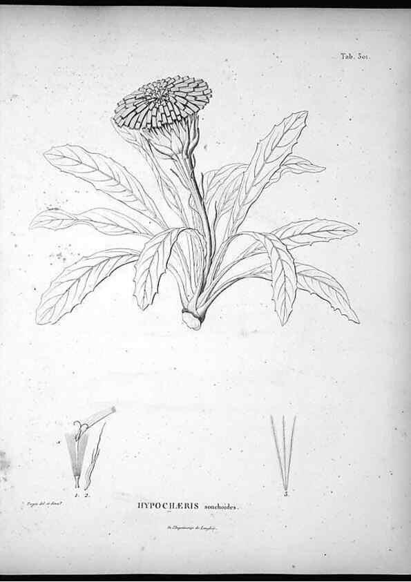 Reproducción/Reproduction 49556733222: Nova genera et species plantarum :. Antverpiae :Ex officina Christophori Plantini ...,1576.. 