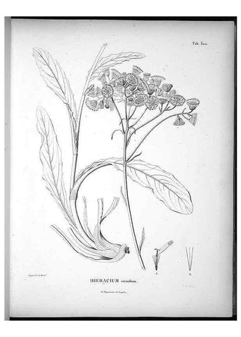 Reproducción/Reproduction 49556733432: Nova genera et species plantarum :. Antverpiae :Ex officina Christophori Plantini ...,1576.. 