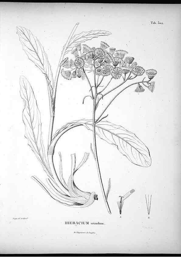 Reproducción/Reproduction 49556733432: Nova genera et species plantarum :. Antverpiae :Ex officina Christophori Plantini ...,1576.. 