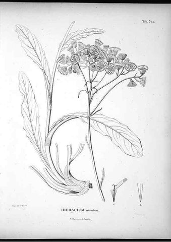 Reproducción/Reproduction 49556733432: Nova genera et species plantarum :. Antverpiae :Ex officina Christophori Plantini ...,1576.. 