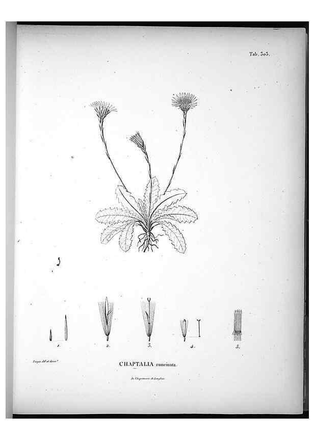 Reproducción/Reproduction 49556733697: Nova genera et species plantarum :. Antverpiae :Ex officina Christophori Plantini ...,1576.. 
