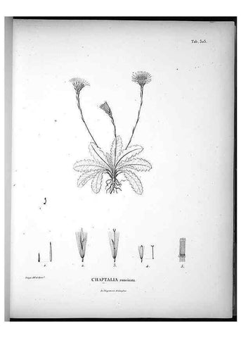 Reproducción/Reproduction 49556733697: Nova genera et species plantarum :. Antverpiae :Ex officina Christophori Plantini ...,1576.. 