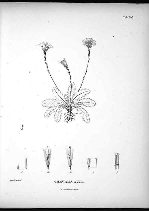 Reproducción/Reproduction 49556733697: Nova genera et species plantarum :. Antverpiae :Ex officina Christophori Plantini ...,1576.. 