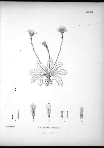 Reproducción/Reproduction 49556733697: Nova genera et species plantarum :. Antverpiae :Ex officina Christophori Plantini ...,1576.. 
