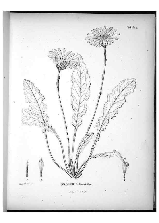 Reproducción/Reproduction 49556733907: Nova genera et species plantarum :. Antverpiae :Ex officina Christophori Plantini ...,1576.. 
