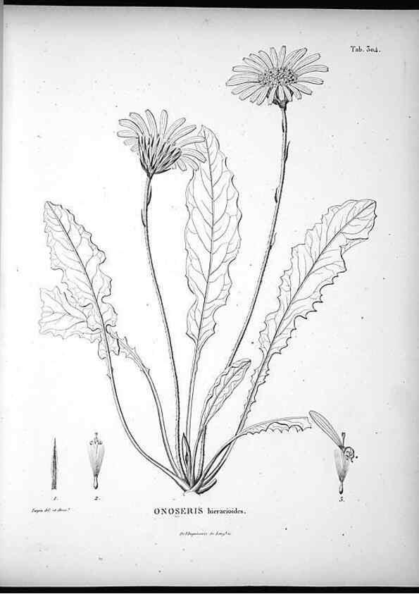 Reproducción/Reproduction 49556733907: Nova genera et species plantarum :. Antverpiae :Ex officina Christophori Plantini ...,1576.. 