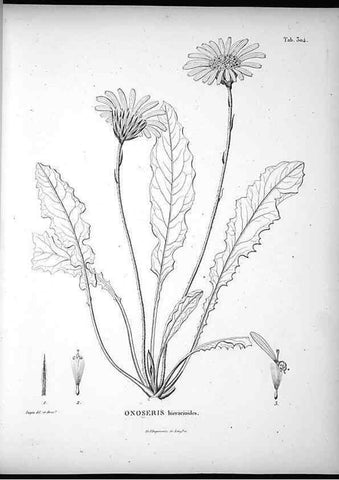 Reproducción/Reproduction 49556733907: Nova genera et species plantarum :. Antverpiae :Ex officina Christophori Plantini ...,1576.. 