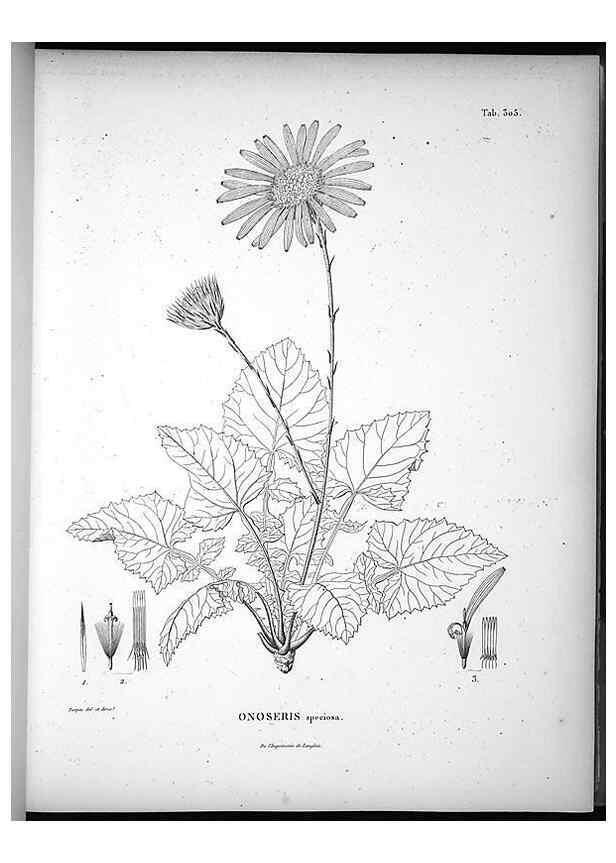 Reproducción/Reproduction 49556497111: Nova genera et species plantarum :. Antverpiae :Ex officina Christophori Plantini ...,1576.. 