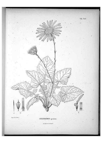 Reproducción/Reproduction 49556497111: Nova genera et species plantarum :. Antverpiae :Ex officina Christophori Plantini ...,1576.. 