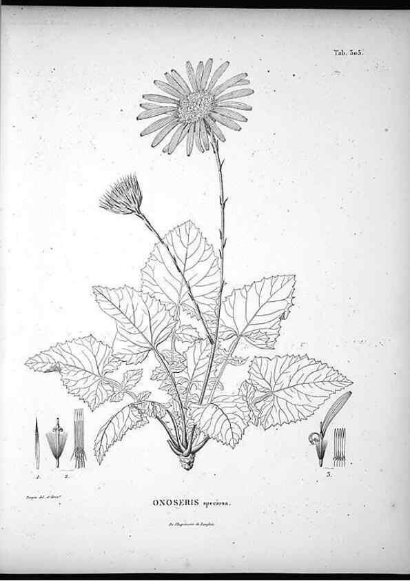 Reproducción/Reproduction 49556497111: Nova genera et species plantarum :. Antverpiae :Ex officina Christophori Plantini ...,1576.. 