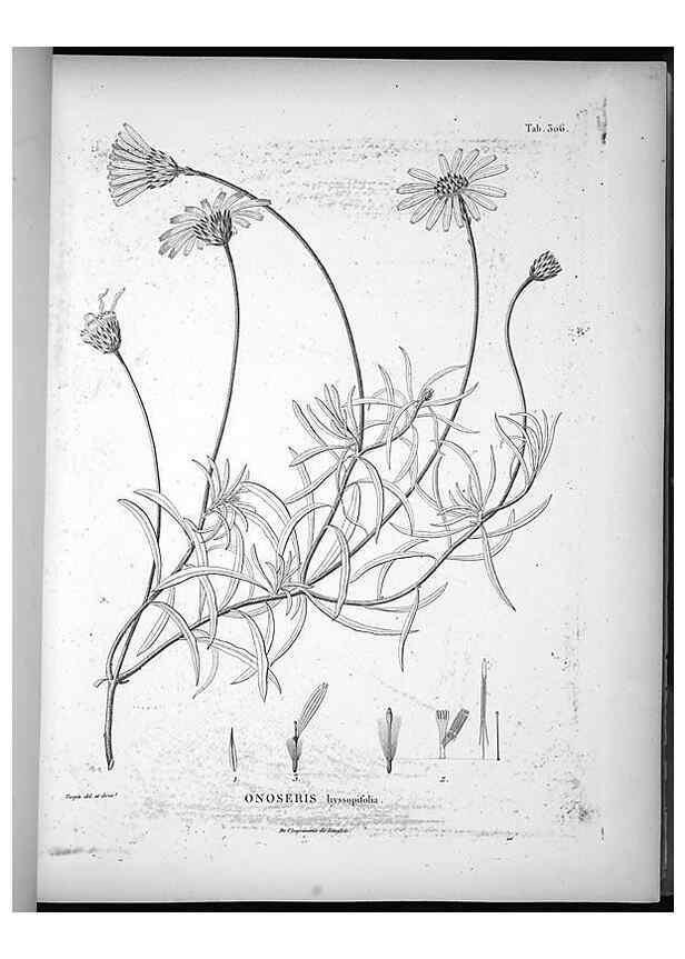 Reproducción/Reproduction 49556002483: Nova genera et species plantarum :. Antverpiae :Ex officina Christophori Plantini ...,1576.. 