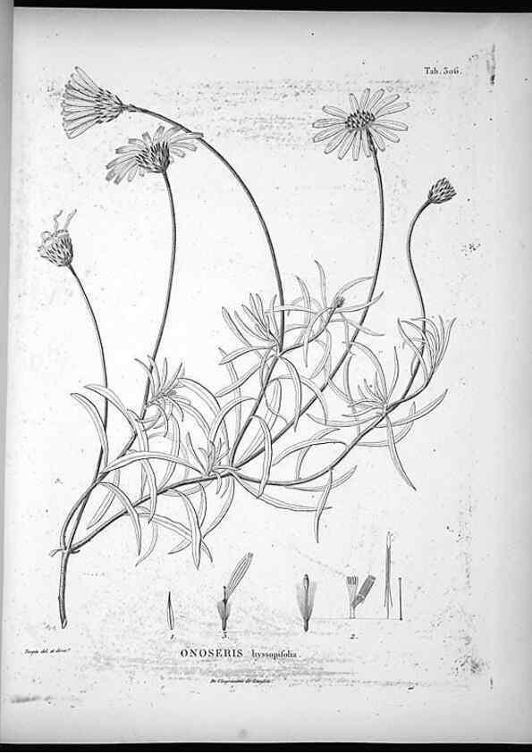 Reproducción/Reproduction 49556002483: Nova genera et species plantarum :. Antverpiae :Ex officina Christophori Plantini ...,1576.. 