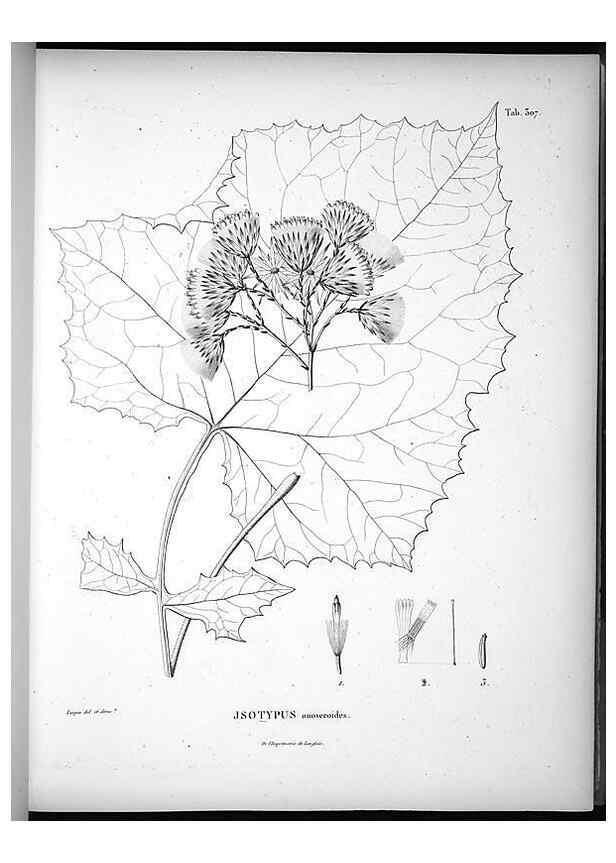 Reproducción/Reproduction 49556734492: Nova genera et species plantarum :. Antverpiae :Ex officina Christophori Plantini ...,1576.. 