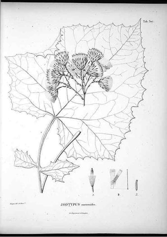 Reproducción/Reproduction 49556734492: Nova genera et species plantarum :. Antverpiae :Ex officina Christophori Plantini ...,1576.. 