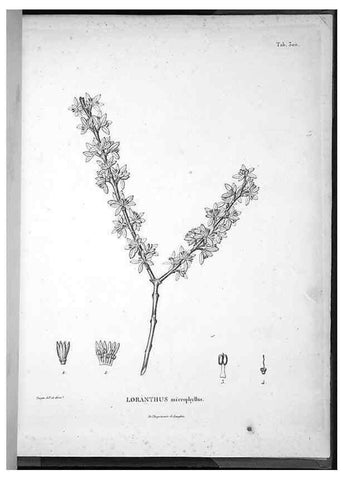 Reproducción/Reproduction 49555979503: Nova genera et species plantarum :. Antverpiae :Ex officina Christophori Plantini ...,1576.. 