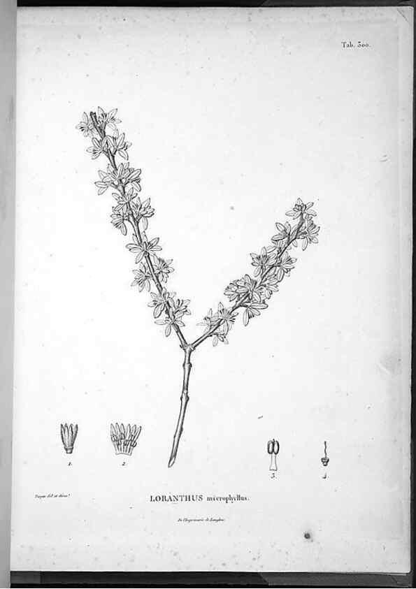 Reproducción/Reproduction 49555979503: Nova genera et species plantarum :. Antverpiae :Ex officina Christophori Plantini ...,1576.. 