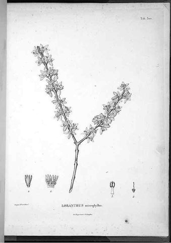Reproducción/Reproduction 49555979503: Nova genera et species plantarum :. Antverpiae :Ex officina Christophori Plantini ...,1576.. 