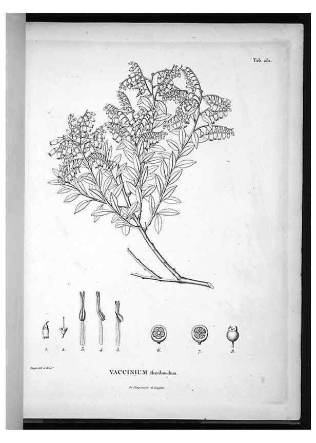 Reproducción/Reproduction 49555970838: Nova genera et species plantarum :. Antverpiae :Ex officina Christophori Plantini ...,1576.. 