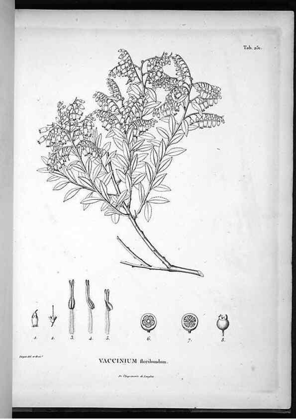 Reproducción/Reproduction 49555970838: Nova genera et species plantarum :. Antverpiae :Ex officina Christophori Plantini ...,1576.. 