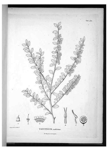 Reproducción/Reproduction 49555970723: Nova genera et species plantarum :. Antverpiae :Ex officina Christophori Plantini ...,1576.. 