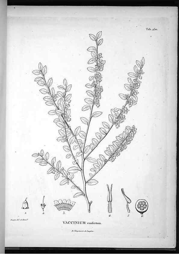 Reproducción/Reproduction 49555970723: Nova genera et species plantarum :. Antverpiae :Ex officina Christophori Plantini ...,1576.. 