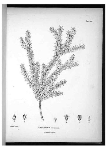 Reproducción/Reproduction 49556702082: Nova genera et species plantarum :. Antverpiae :Ex officina Christophori Plantini ...,1576.. 