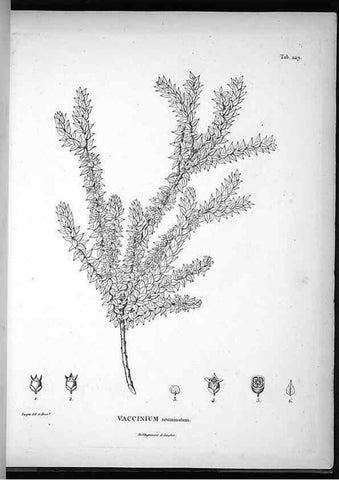 Reproducción/Reproduction 49556702082: Nova genera et species plantarum :. Antverpiae :Ex officina Christophori Plantini ...,1576.. 