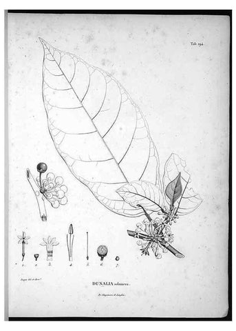 Reproducción/Reproduction 49556455796: Nova genera et species plantarum :. Antverpiae :Ex officina Christophori Plantini ...,1576.. 