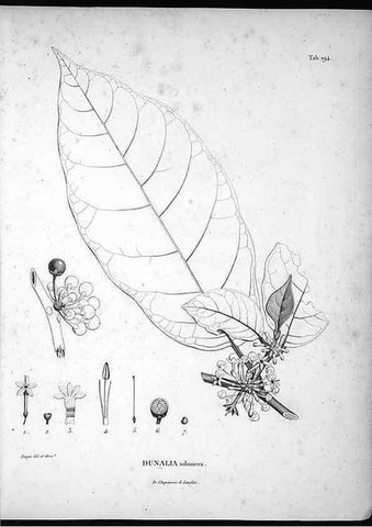 Reproducción/Reproduction 49556455796: Nova genera et species plantarum :. Antverpiae :Ex officina Christophori Plantini ...,1576.. 
