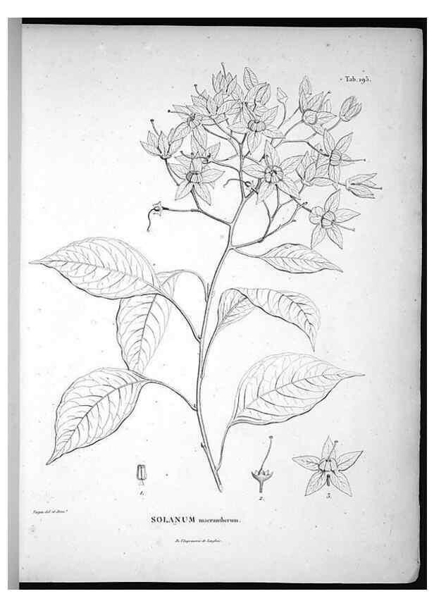 Reproducción/Reproduction 49556456026: Nova genera et species plantarum :. Antverpiae :Ex officina Christophori Plantini ...,1576.. 