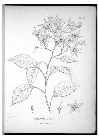 Reproducción/Reproduction 49556456026: Nova genera et species plantarum :. Antverpiae :Ex officina Christophori Plantini ...,1576.. 
