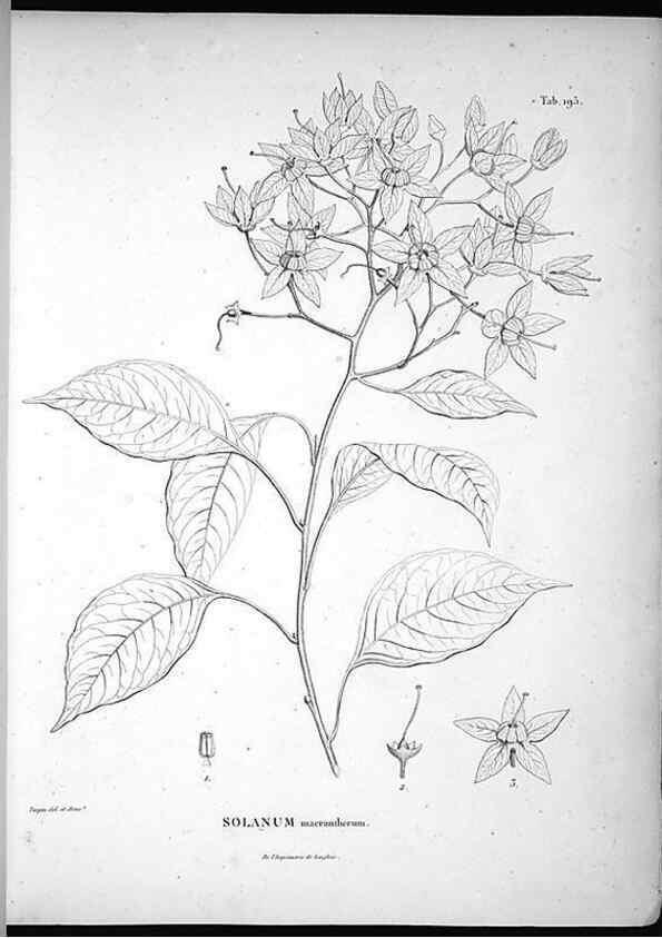 Reproducción/Reproduction 49556456026: Nova genera et species plantarum :. Antverpiae :Ex officina Christophori Plantini ...,1576.. 