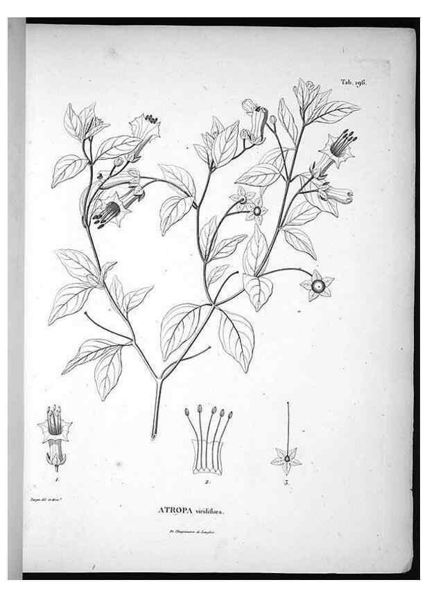 Reproducción/Reproduction 49556692442: Nova genera et species plantarum :. Antverpiae :Ex officina Christophori Plantini ...,1576.. 