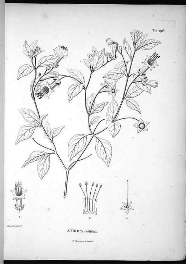 Reproducción/Reproduction 49556692442: Nova genera et species plantarum :. Antverpiae :Ex officina Christophori Plantini ...,1576.. 