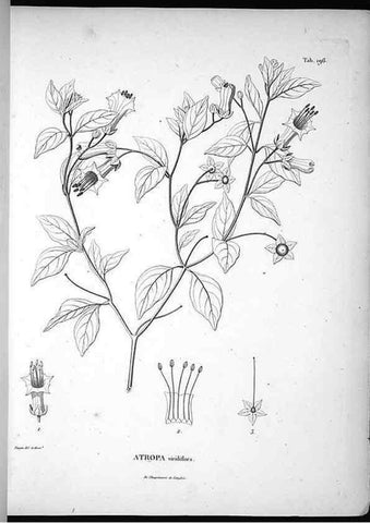 Reproducción/Reproduction 49556692442: Nova genera et species plantarum :. Antverpiae :Ex officina Christophori Plantini ...,1576.. 