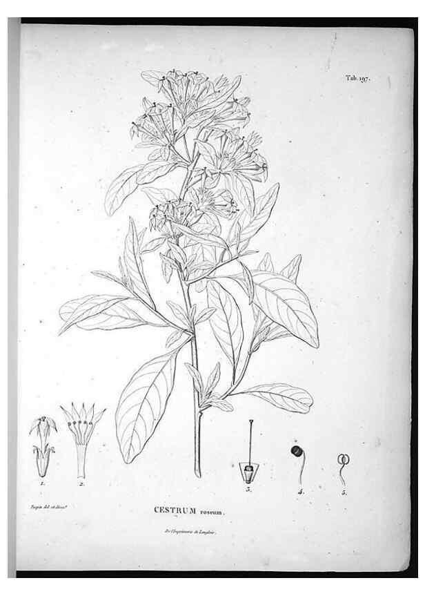 Reproducción/Reproduction 49556456361: Nova genera et species plantarum :. Antverpiae :Ex officina Christophori Plantini ...,1576.. 