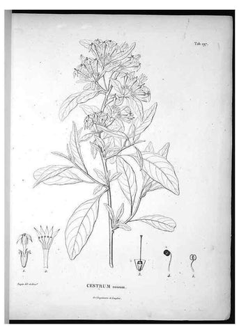 Reproducción/Reproduction 49556456361: Nova genera et species plantarum :. Antverpiae :Ex officina Christophori Plantini ...,1576.. 